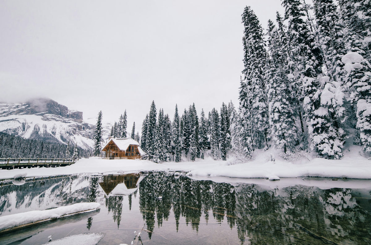 A snowy riverbank with pine trees