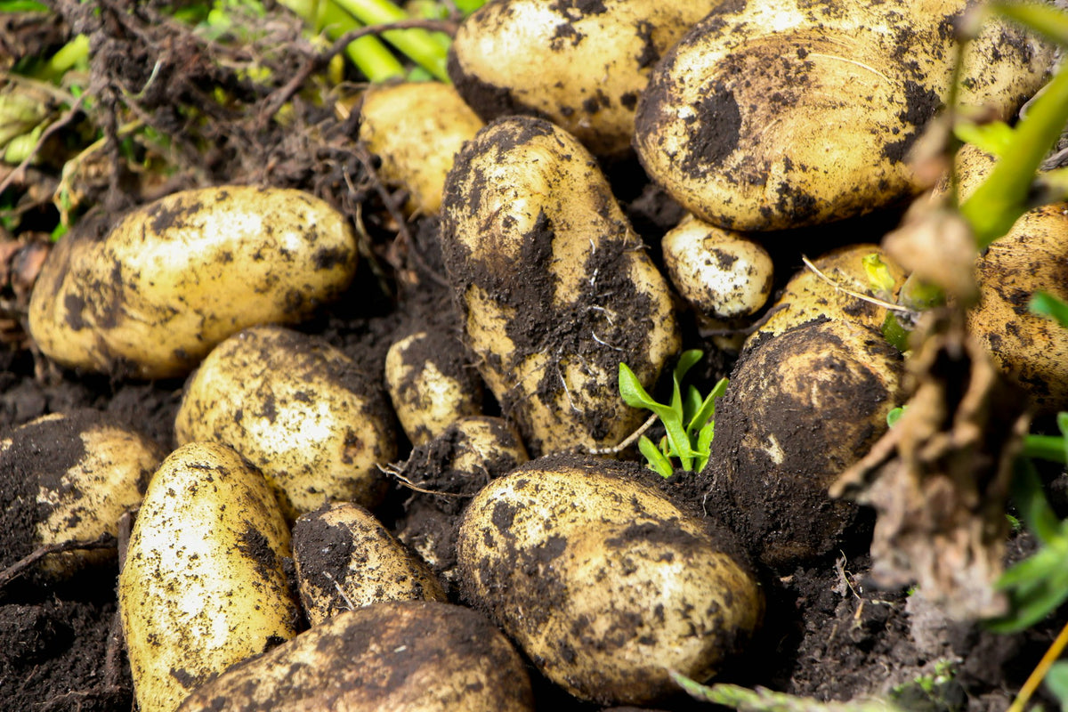 Freshly dug potatoes in a field